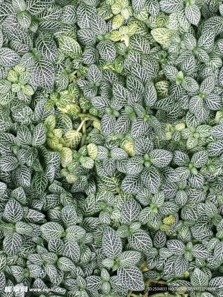 綠葉黃花植物特寫