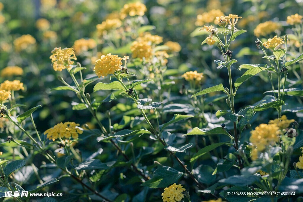 金黃燦爛的花卉植物景觀