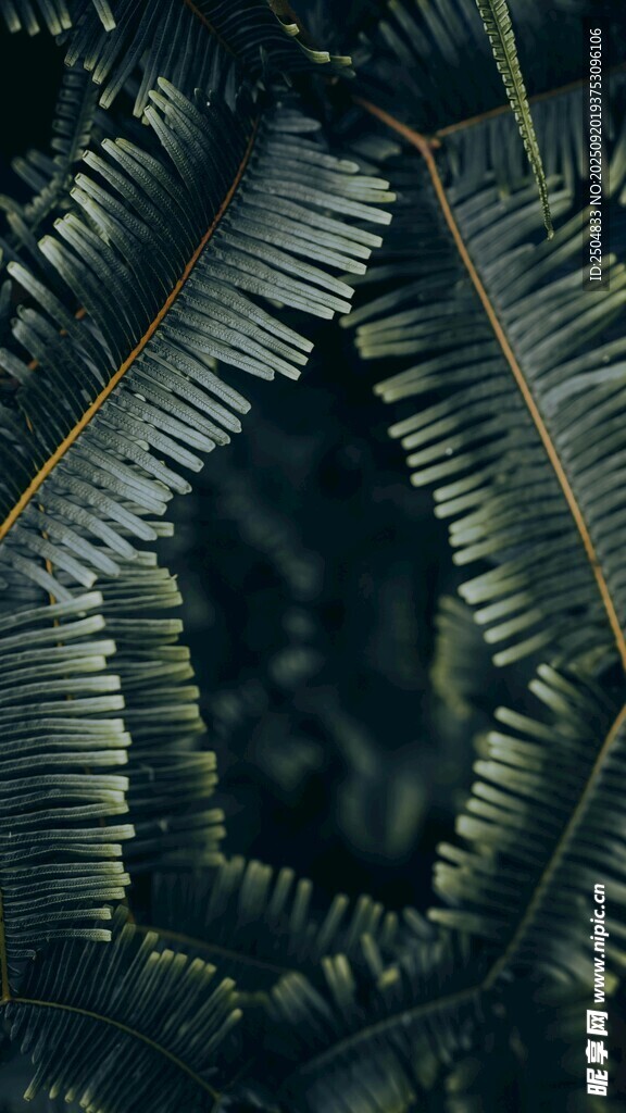 神秘葉片紋理特寫(xiě)