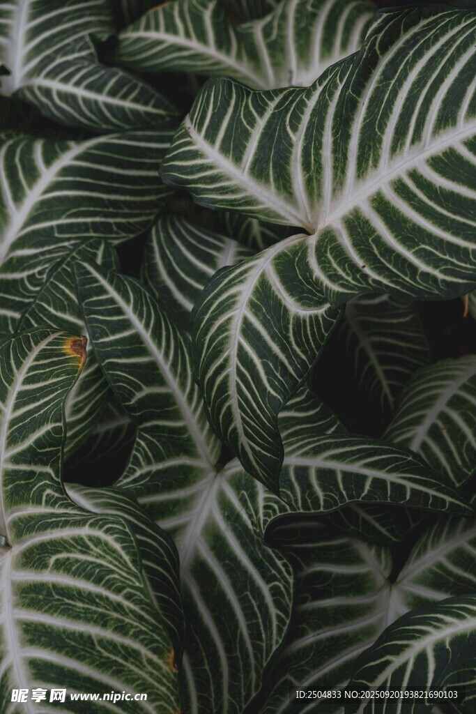 條紋綠植葉片特寫