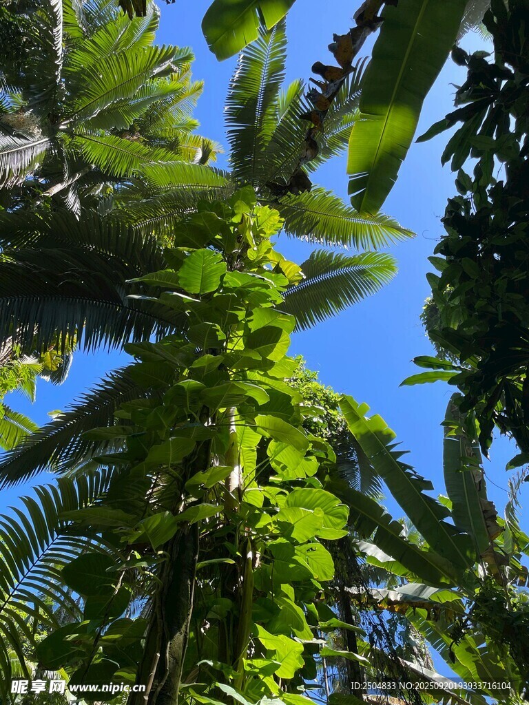 仰望繁茂熱帶植物景觀