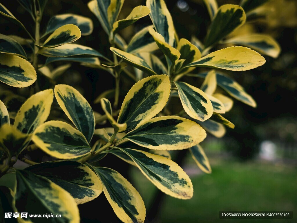 金邊綠葉植物特寫