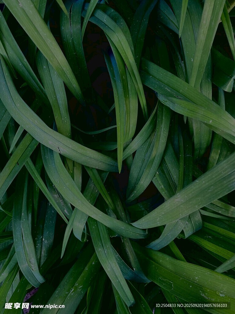 翠綠葉片交織的自然之美