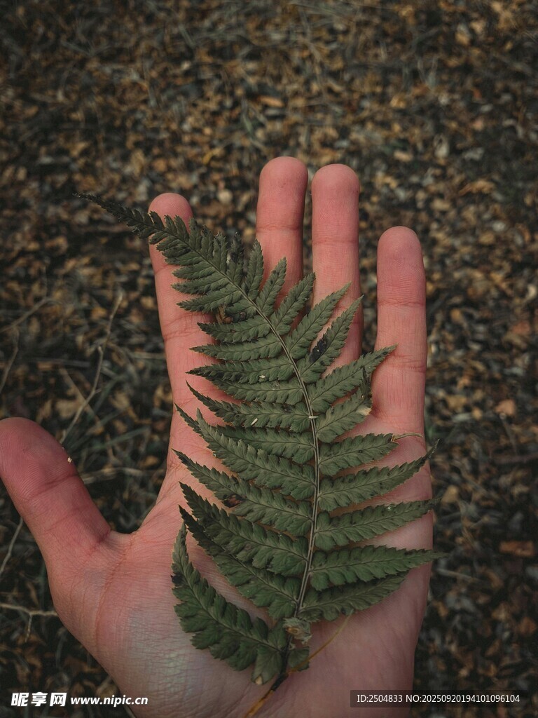 手掌托著一片翠綠蕨類葉