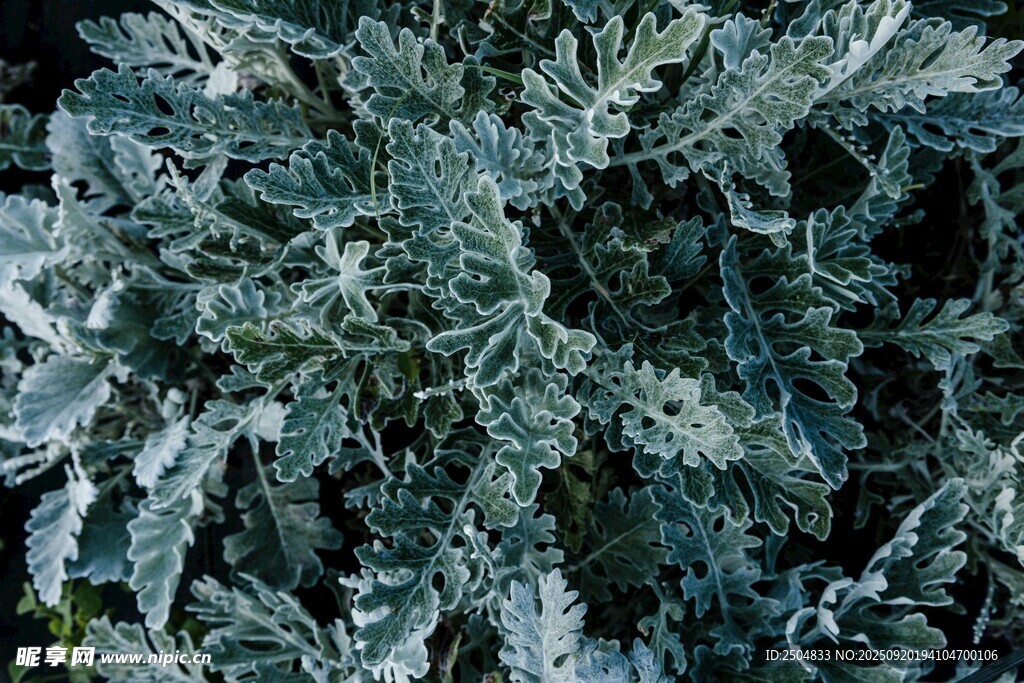 藍(lán)綠色羽葉植物特寫