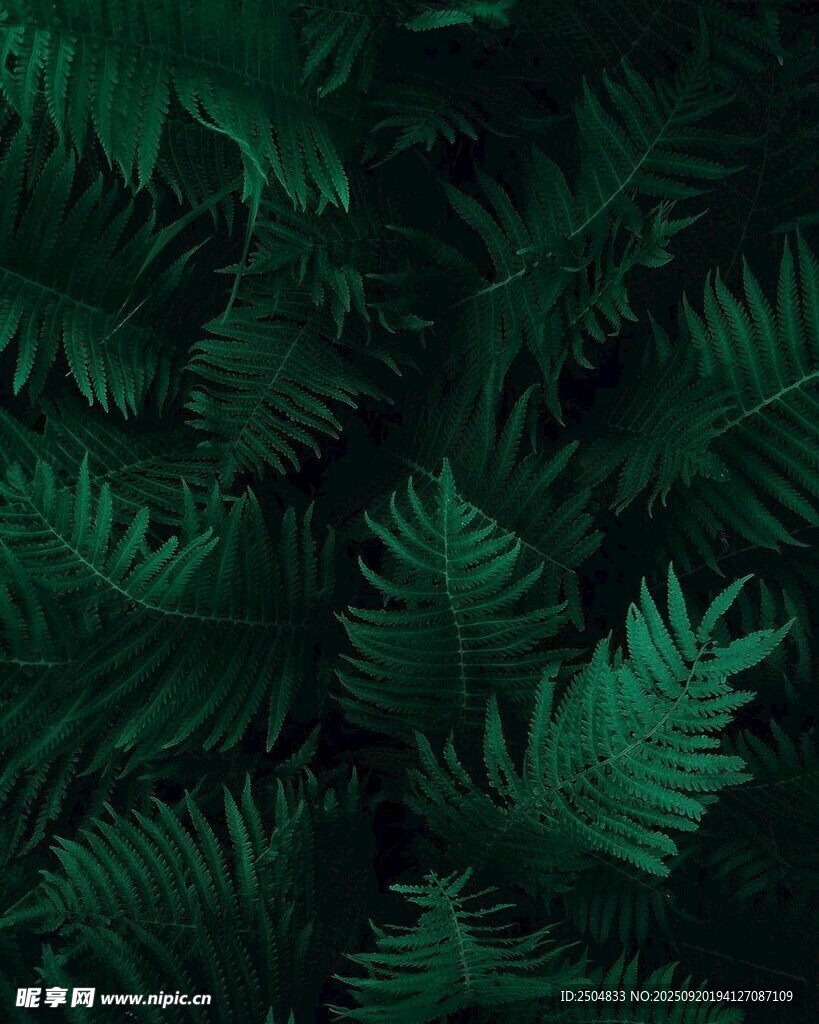 深綠蕨類葉片背景圖