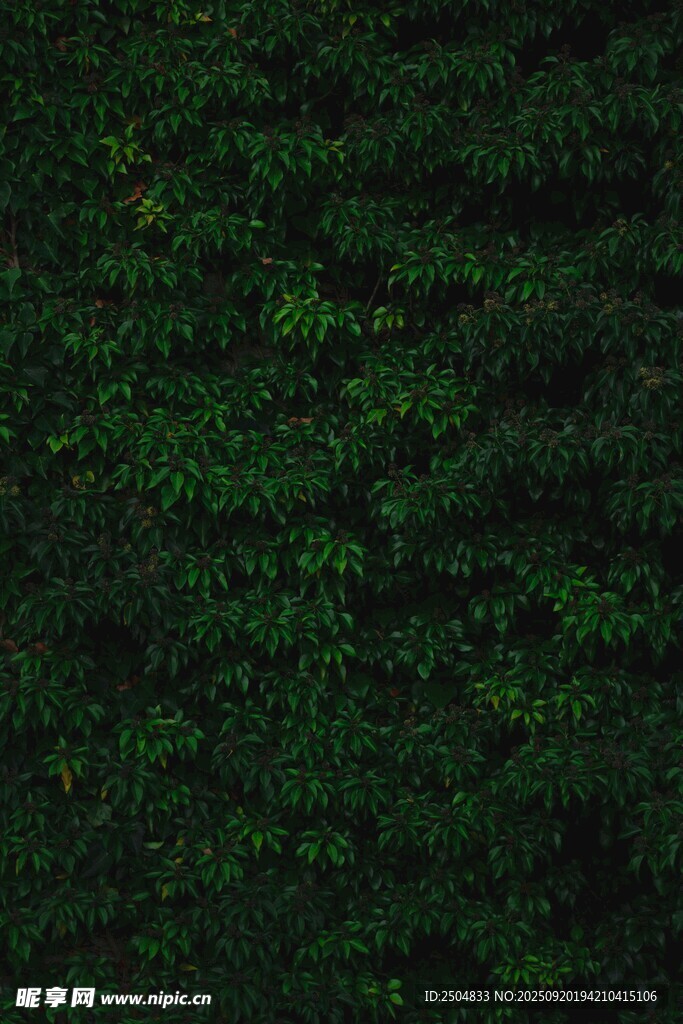 翠綠繁茂的植物背景墻