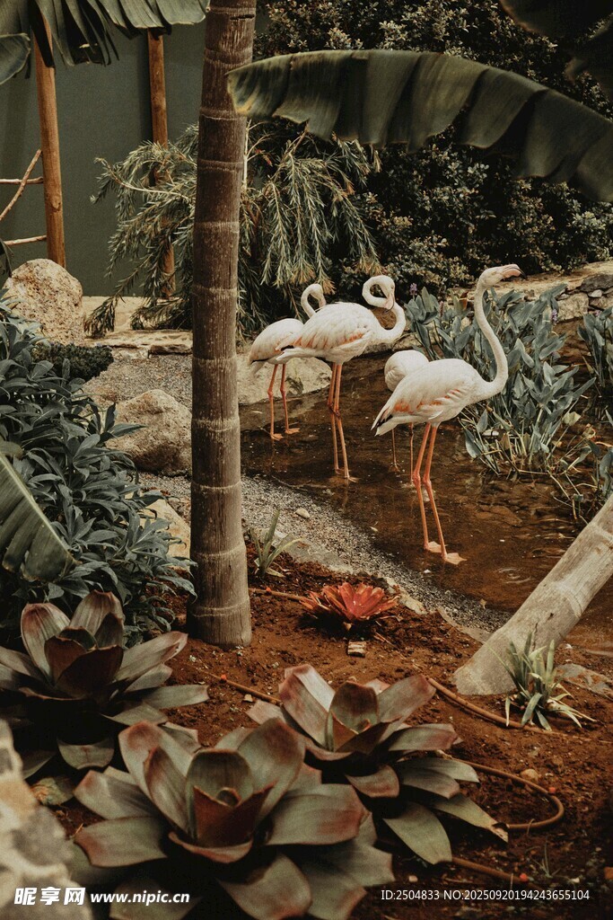火烈鳥于綠植間優(yōu)雅棲息