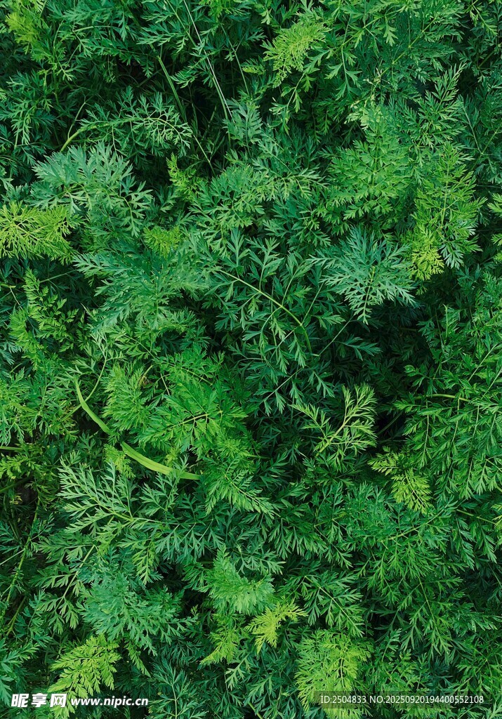 翠綠繁茂的蕨類植物景觀
