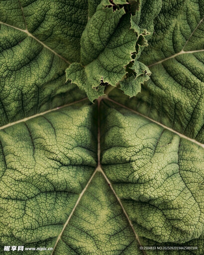 巨大綠葉的獨特紋理