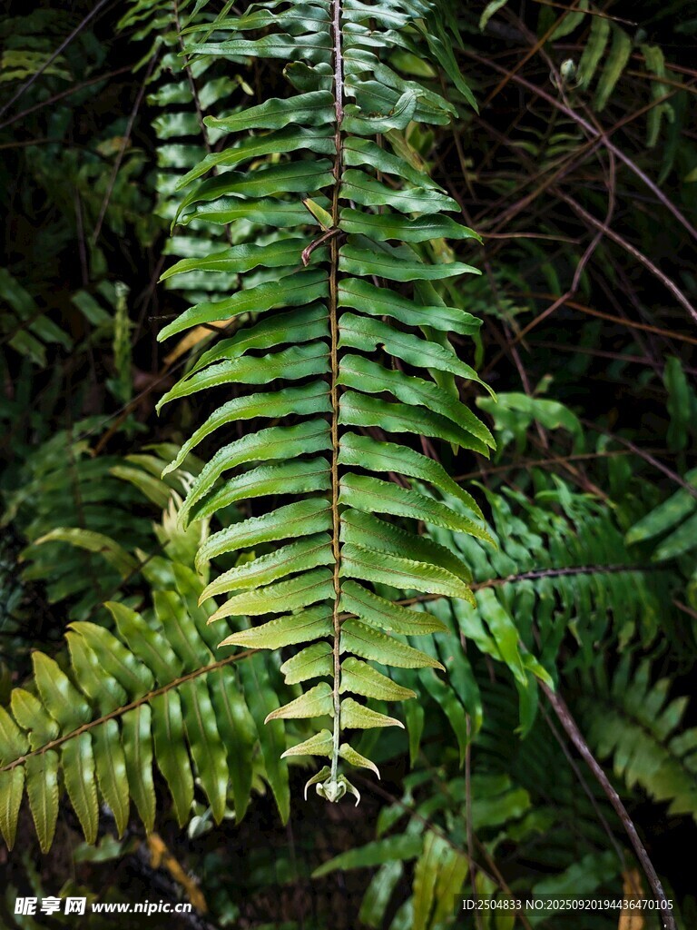 翠綠蕨類植物特寫