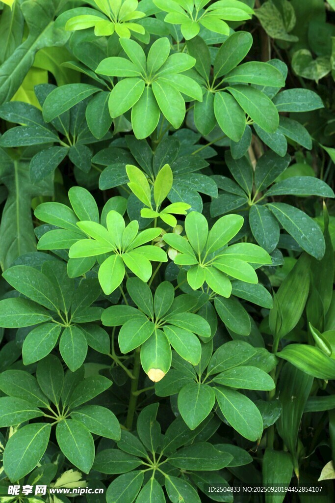 翠綠繁茂的掌狀葉片植物
