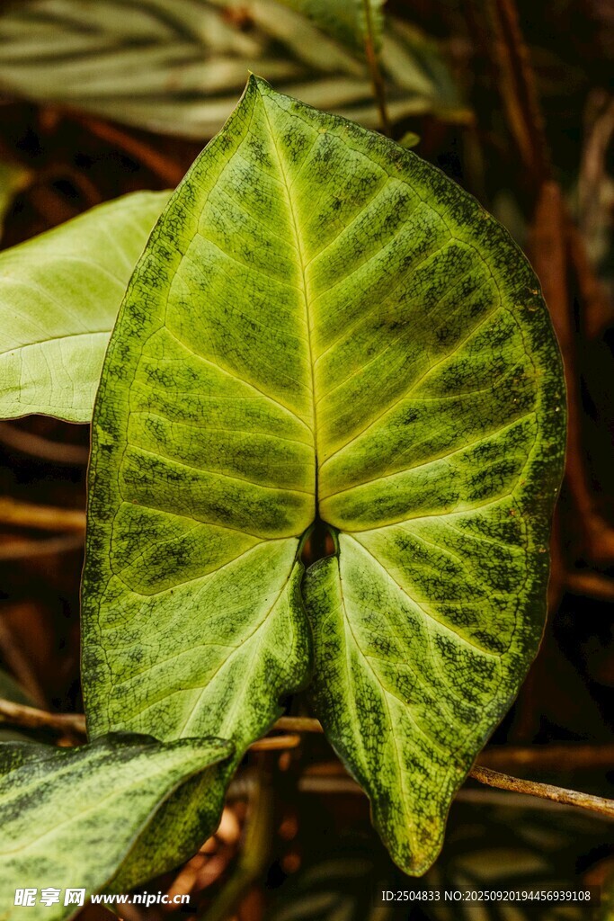 獨(dú)特斑紋的翠綠海芋葉片