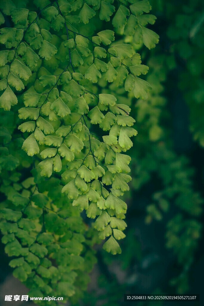 翠綠葉片的微觀植物景致