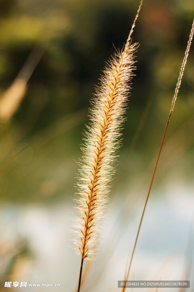 陽光下的狗尾巴草