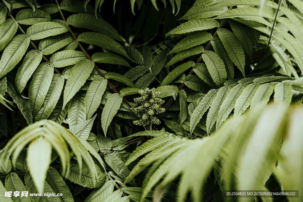 翠綠繁茂的熱帶植物葉片