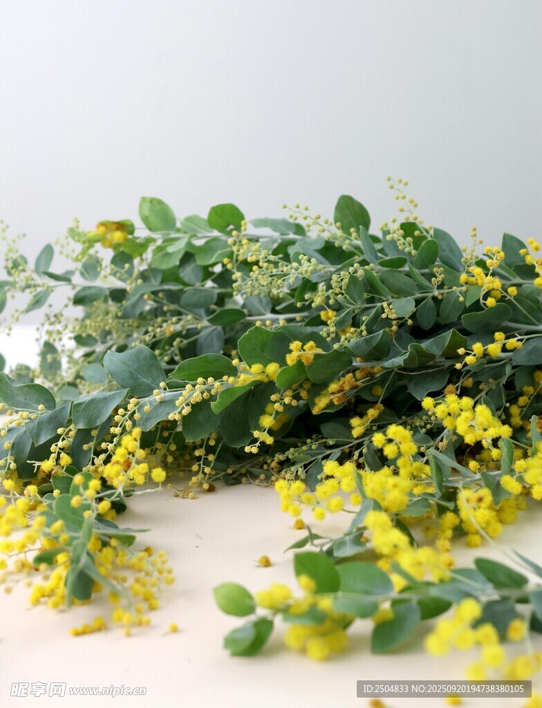 黃色金合歡花植物枝條