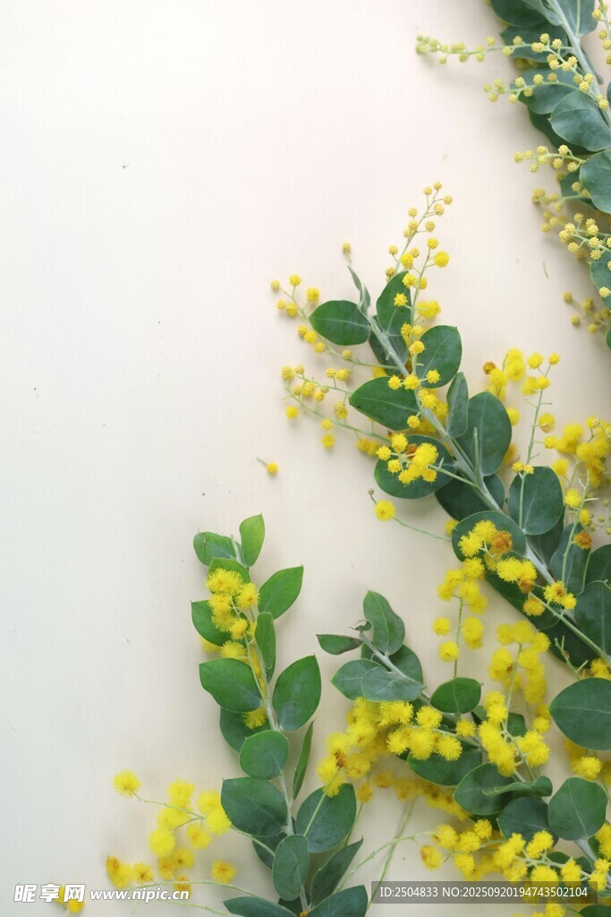 金黃迎春花枝條特寫(xiě)
