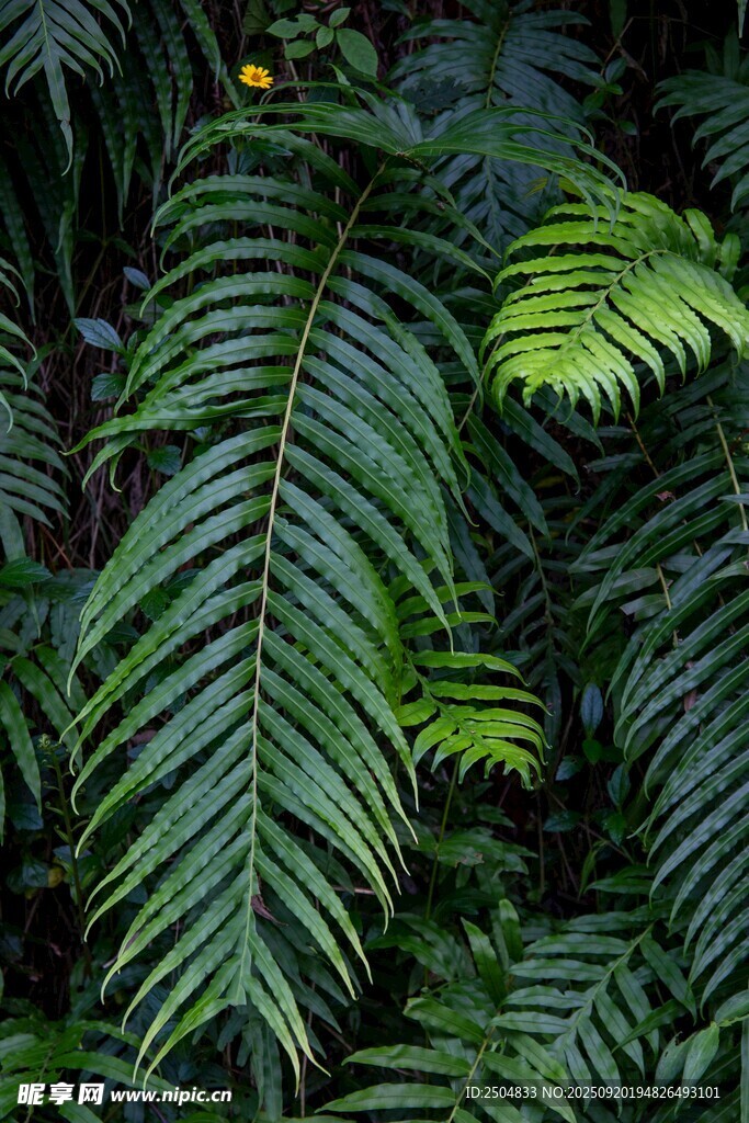 翠綠蕨類(lèi)植物葉片特寫(xiě)