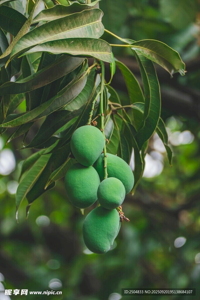 枝頭青綠芒果掛