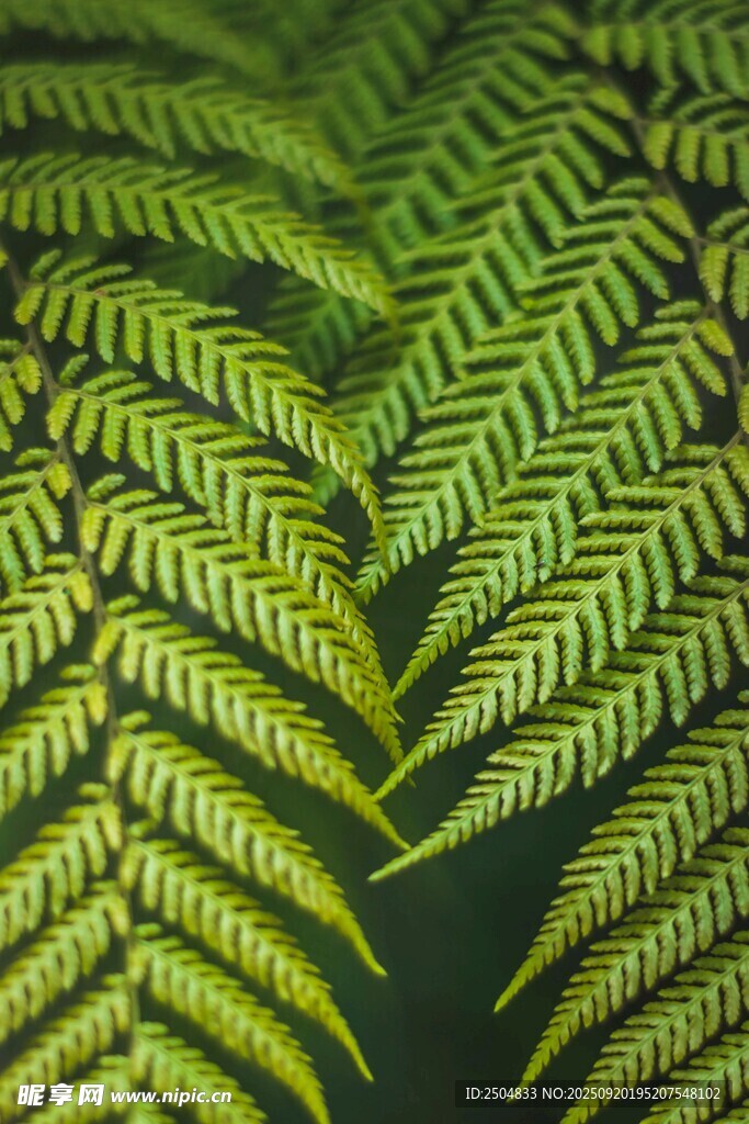 蕨類葉片特寫