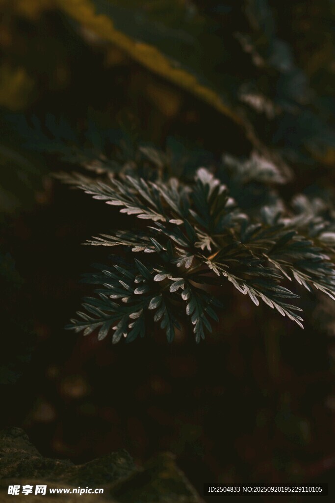 帶露珠的翠綠植物葉片