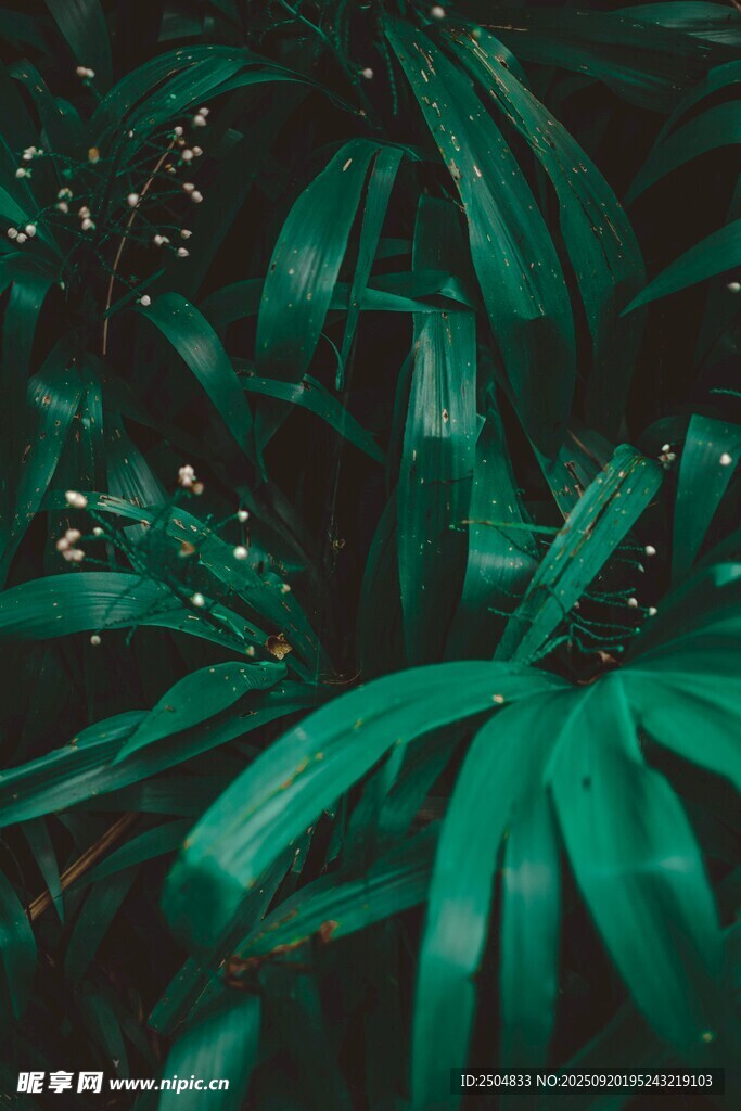 深綠葉片特寫