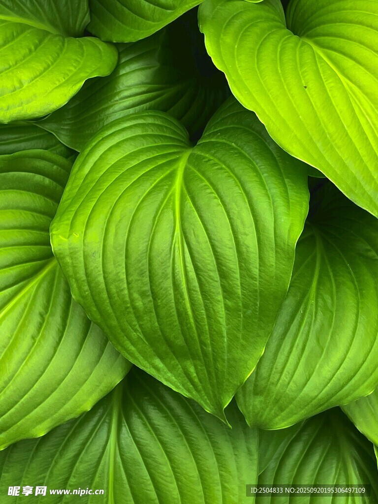 翠綠玉簪葉紋理清晰