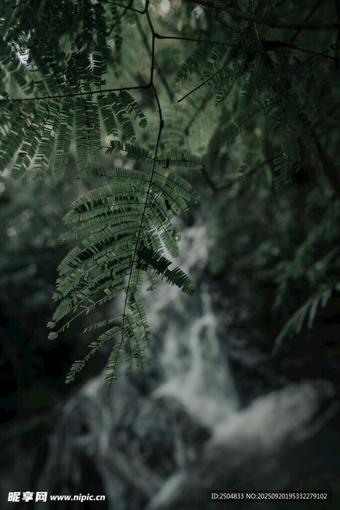 幽林瀑布 自然靜謐之景