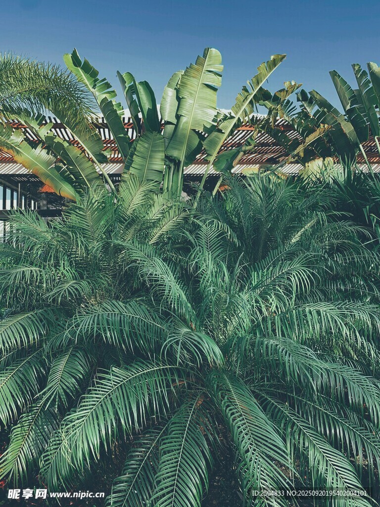 繁茂棕櫚樹(shù)景觀