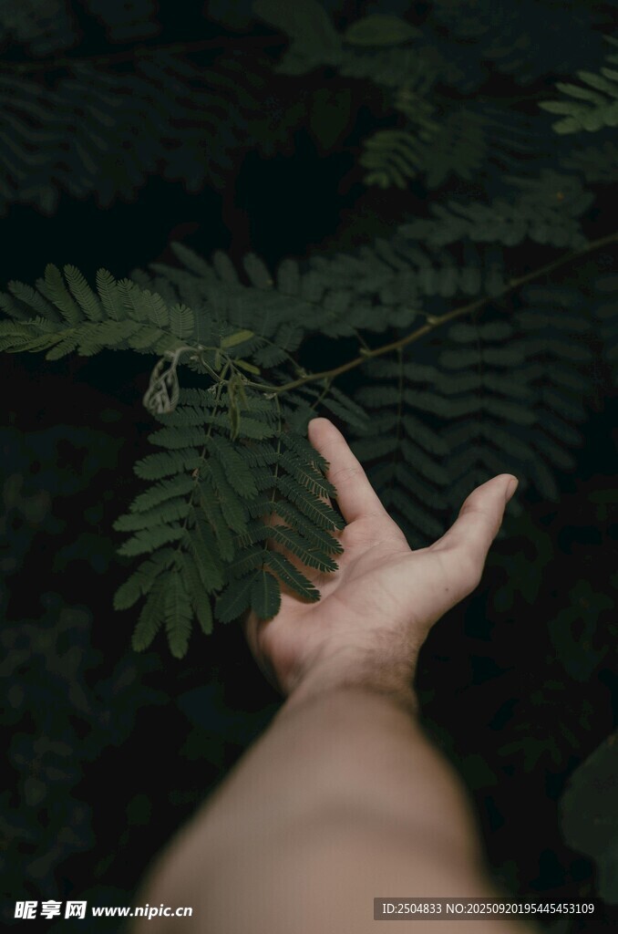 手觸蕨類(lèi)葉片瞬間