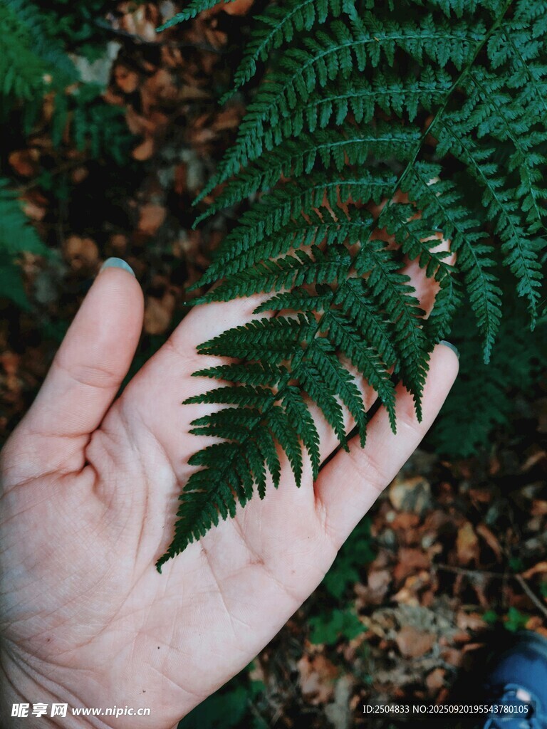 手托翠綠蕨類(lèi)葉片