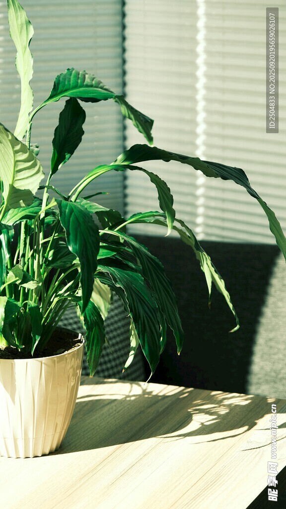 桌上綠植 清新自然小景