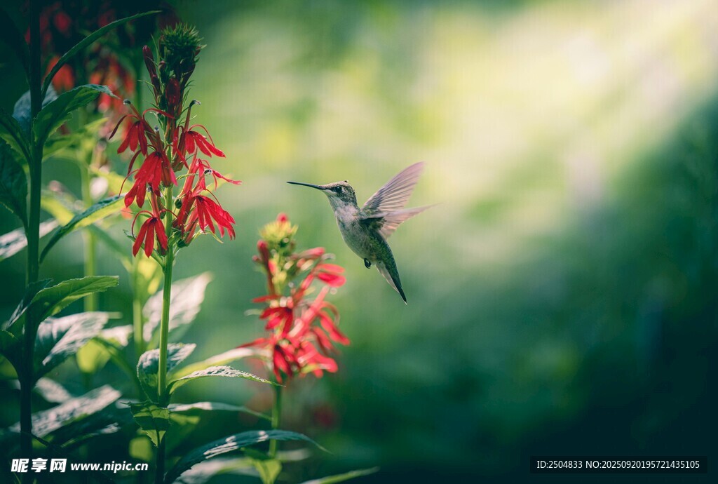 蜂鳥停駐紅花間