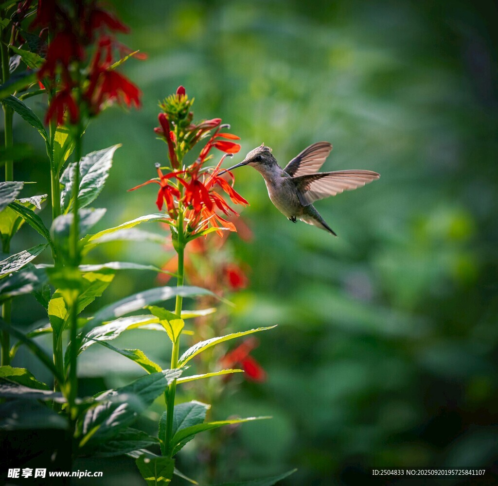 蜂鳥于紅花間輕盈飛舞