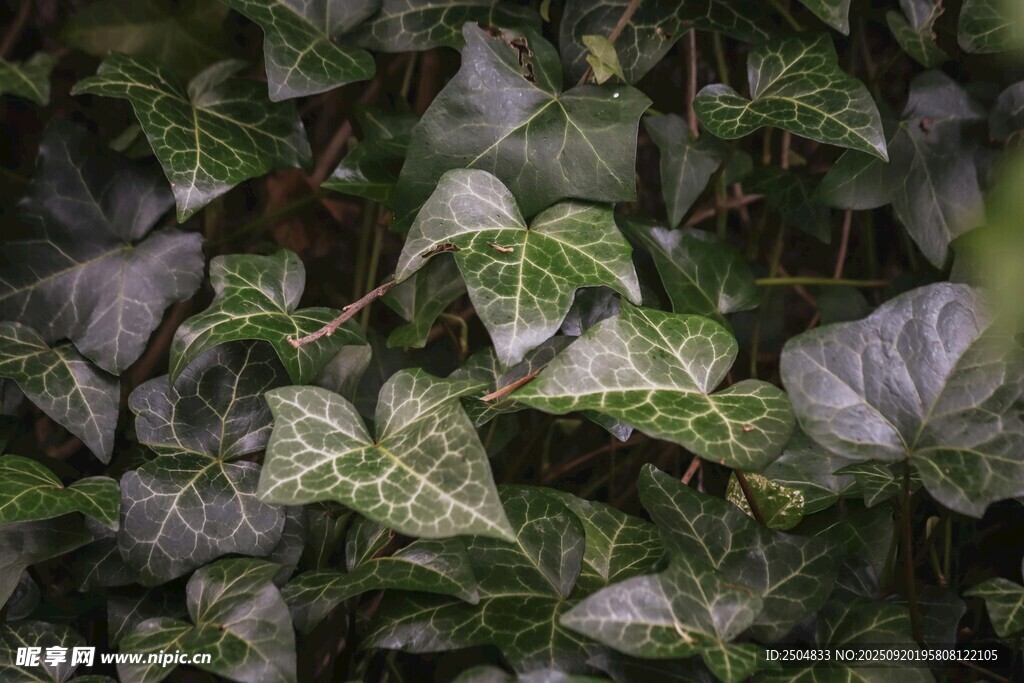 常春藤植物特寫