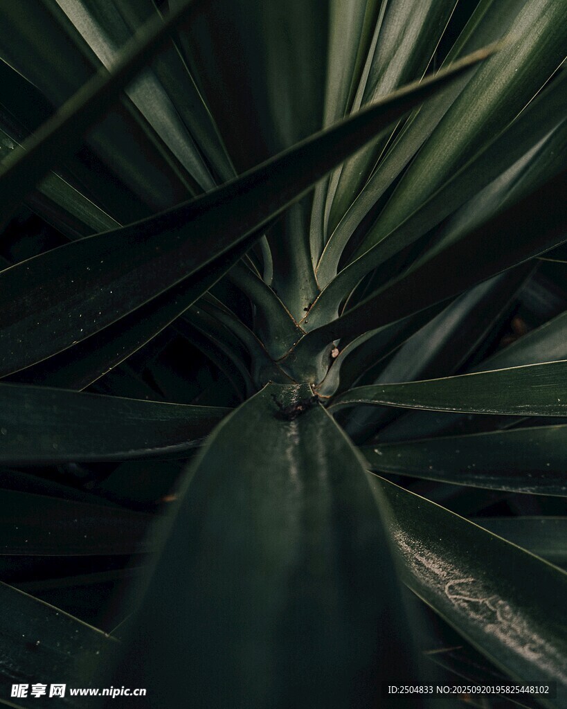 深綠劍形葉片特寫