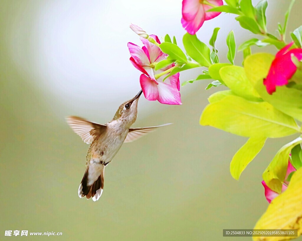 蜂鳥花間飛舞
