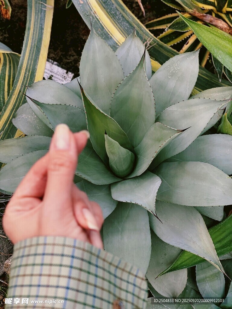 手觸灰綠色多肉植物