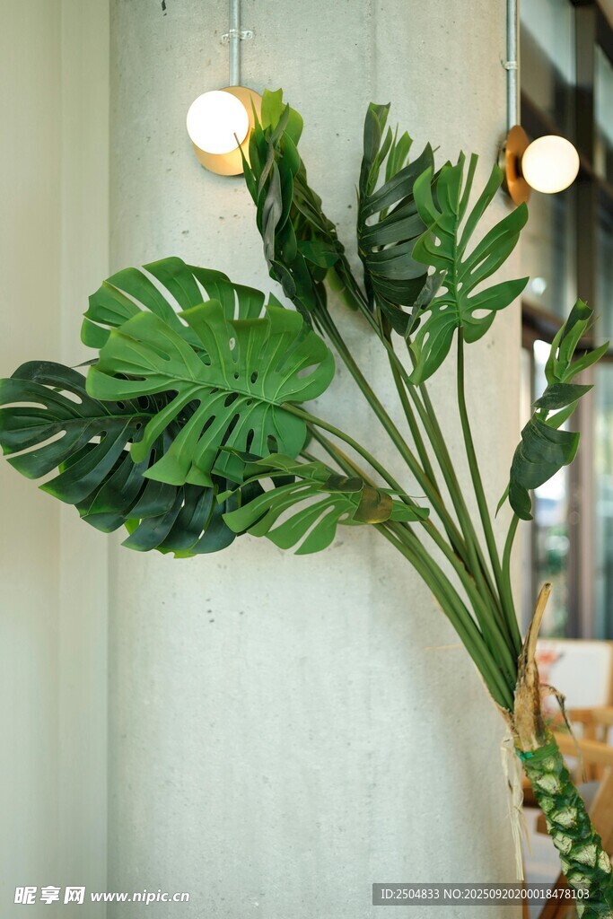 室內(nèi)綠植裝飾 大葉植物美