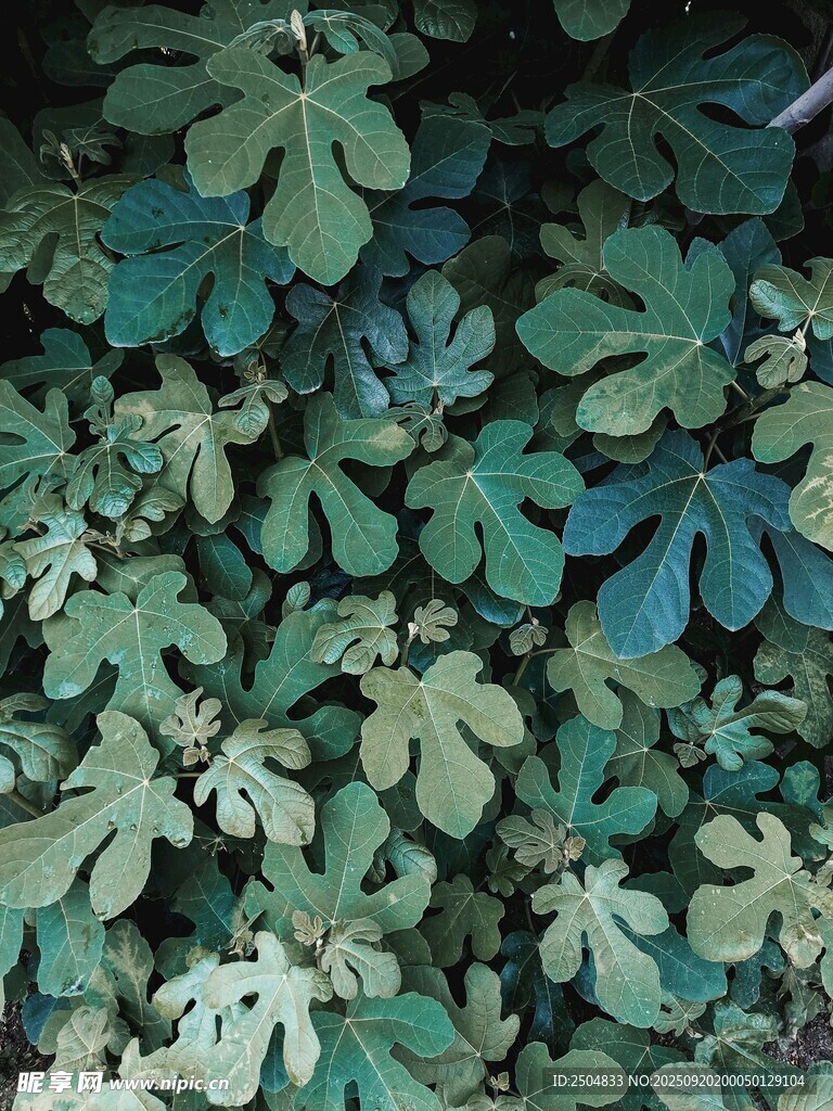 翠綠繁茂的掌狀葉片