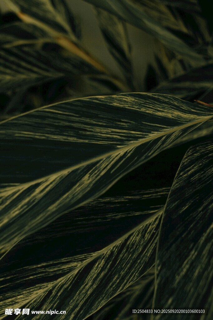 翠綠葉脈清晰的植物葉片