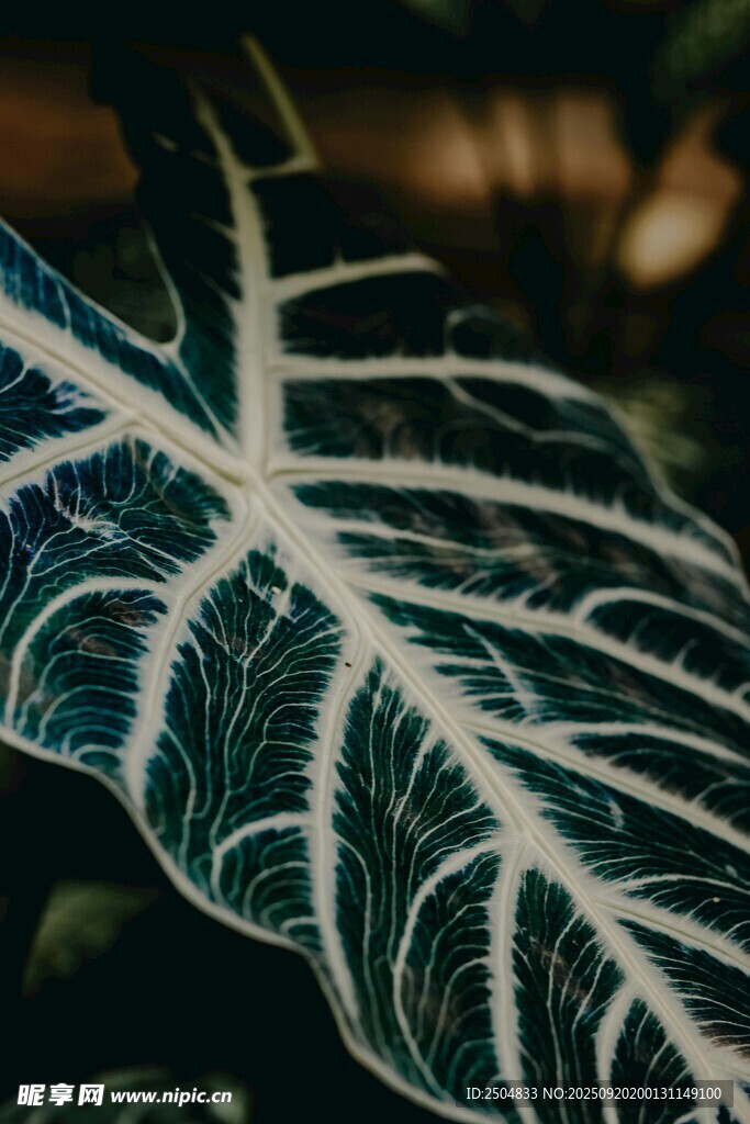 獨(dú)特紋理的斑斕葉片