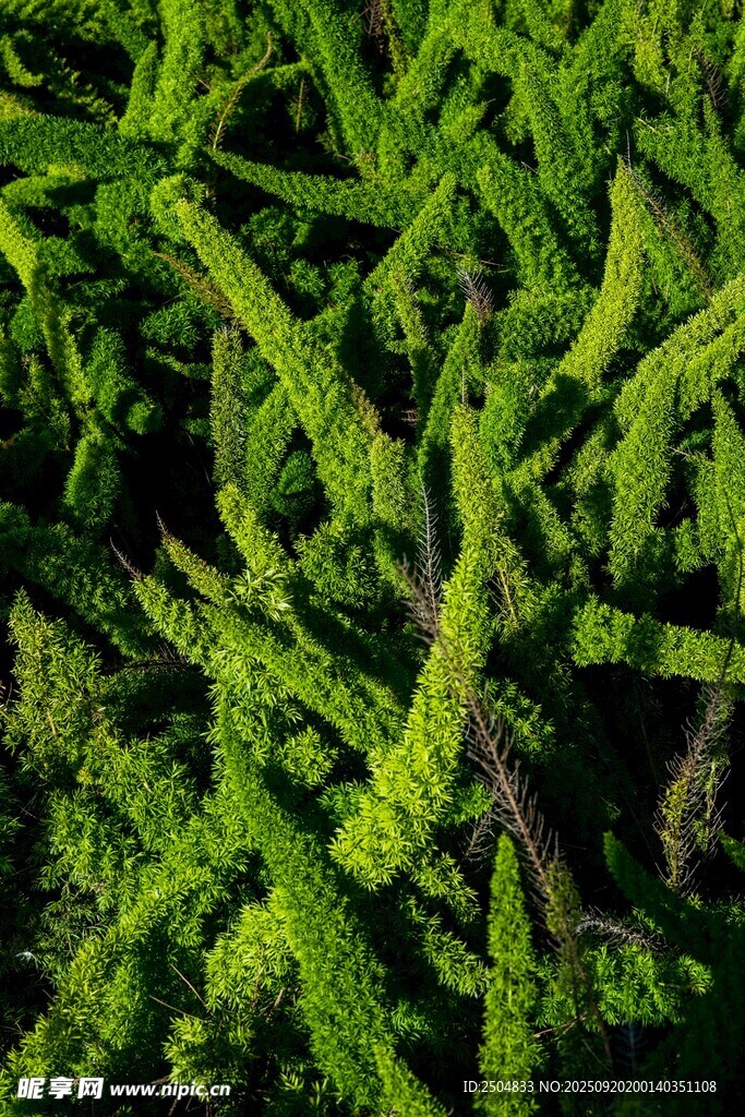 翠綠繁茂的植物景觀