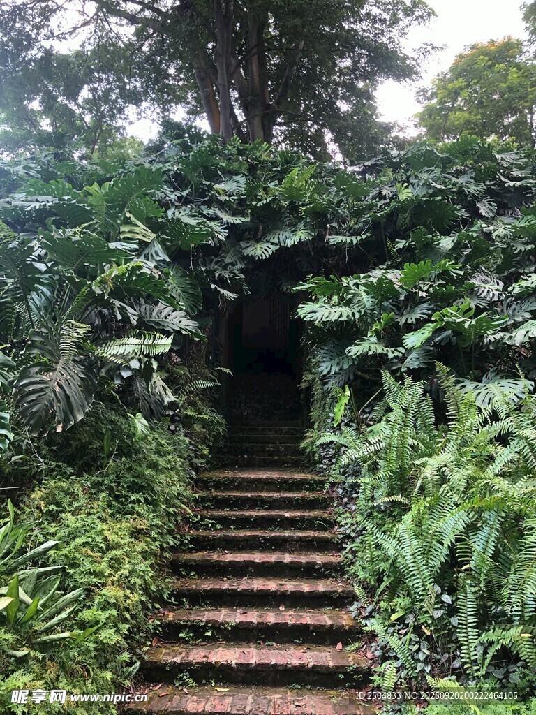 綠意盎然的林間石階小徑