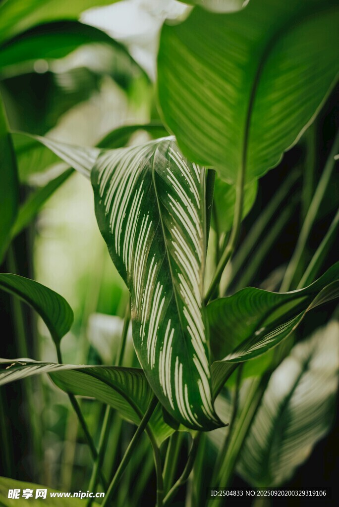 條紋綠植特寫