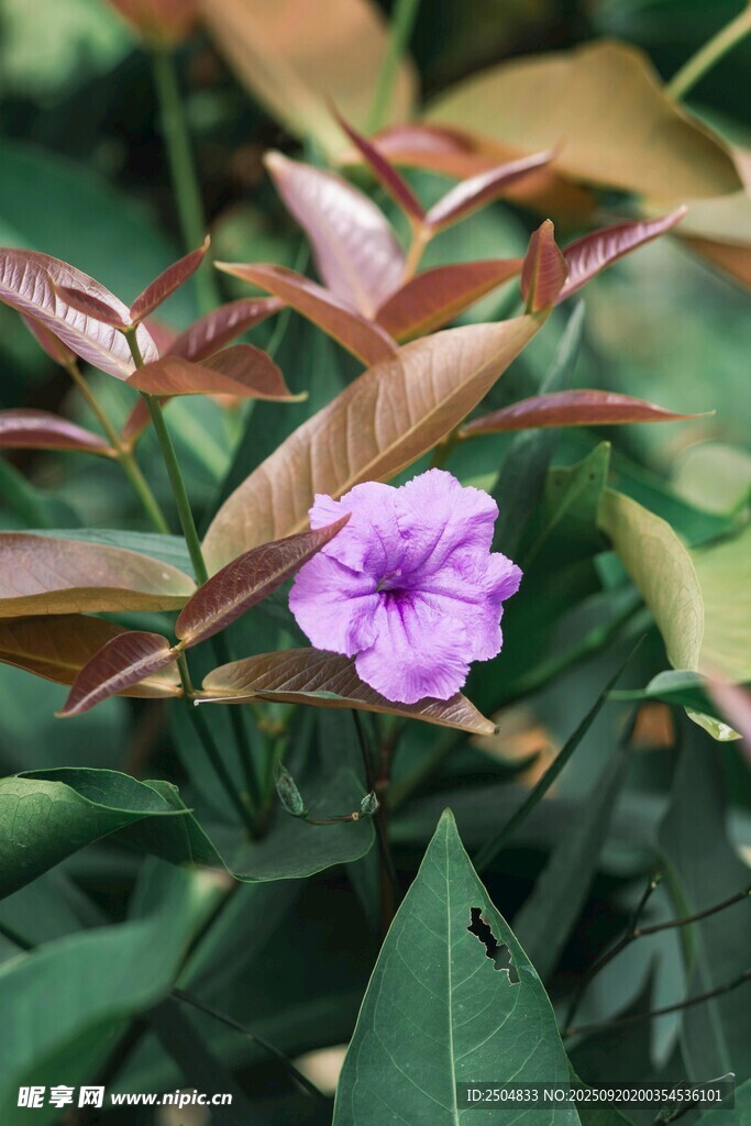 紫色小花綻放綠葉間