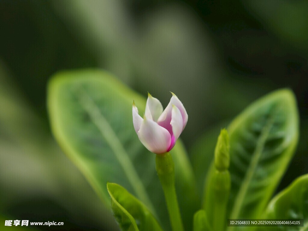 含苞待放的清新粉色小花