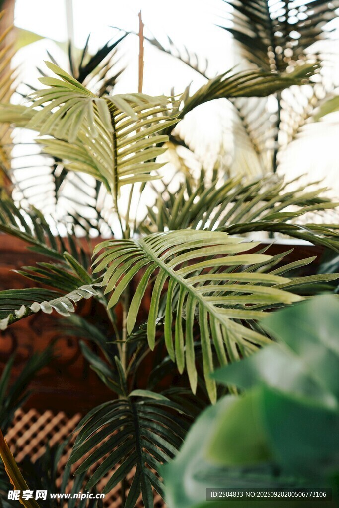 熱帶綠植特寫