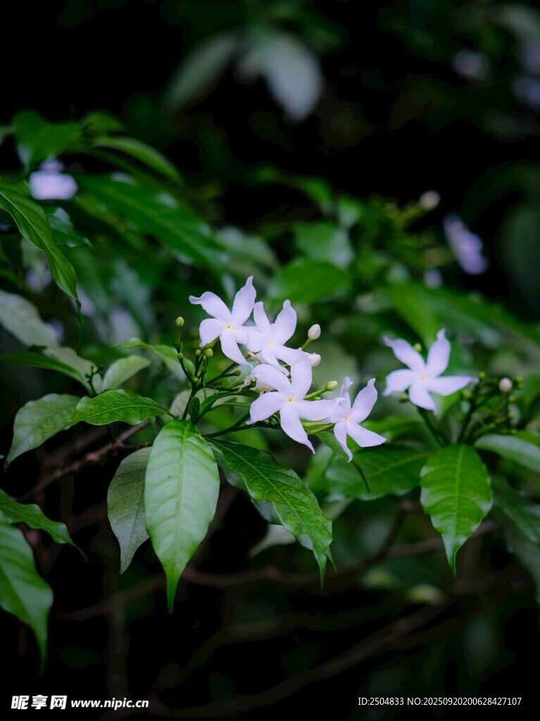 綠葉叢中的素雅白色小花